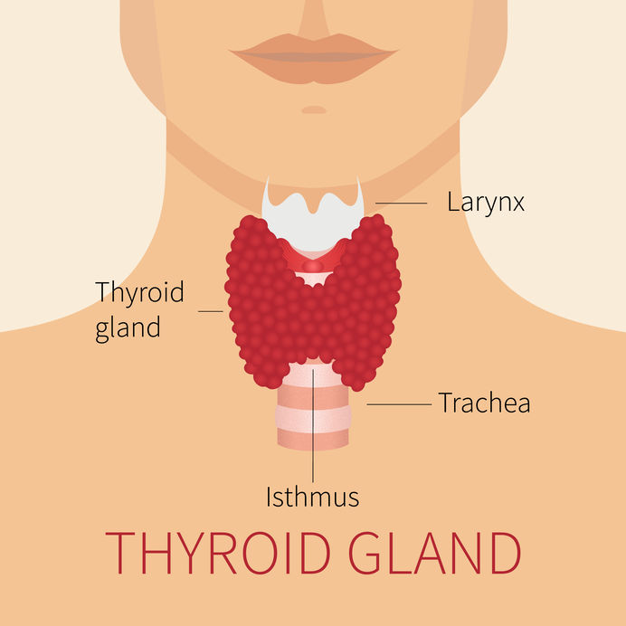 Human Thyroid Gland Diagram Mary Opfer Nutrition   Thyroid 1 